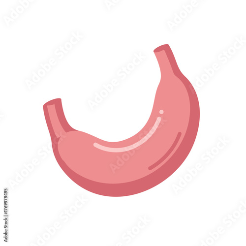 Simple cartoon illustration of a human stomach organ in pink, representing digestion and anatomy.