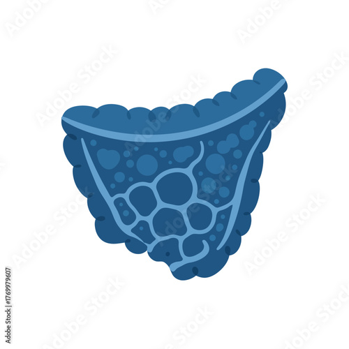 Illustration of a blue biological tissue cross-section with cellular and vascular patterns.