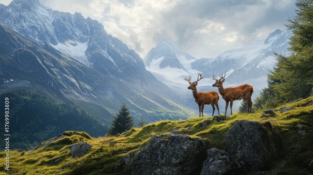 Obraz premium Majestic deer stand on alpine meadow, majestic mountains in background