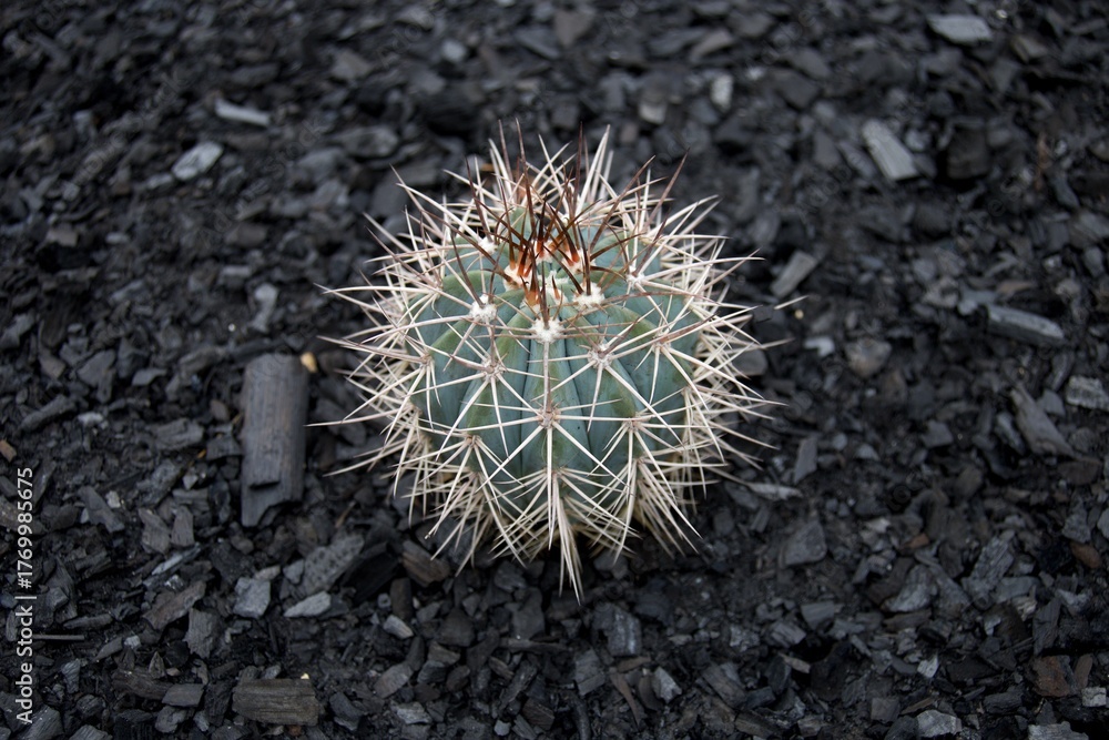 Fototapeta premium Melocactus Azureus cactus on coal background