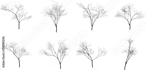Silhouettes of Winter Trees on White Background Artistic Natural Tree Silhouettes