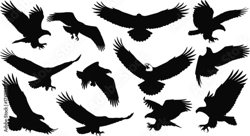 Eagle silhouette vector, bald eagle illustration, flying bird motion, black wing pose, avian anatomy study, cad drawing flat vector illustration