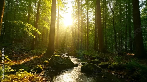 Sunlight filters beautifully through tall forest trees during a calm morning, captured with a slow tracking shot calm, leaves, tracking