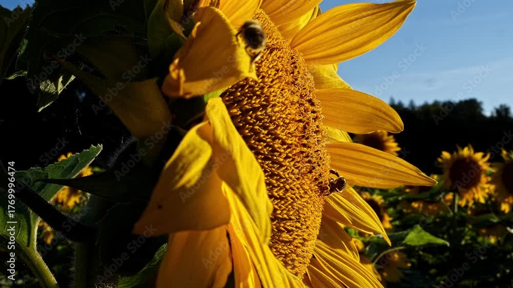 Sonnenblumen mit Bienen, Close Up, dynamisch