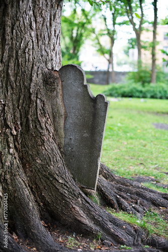 old tree trunk and grave stone