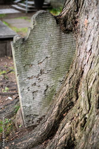 Tombstone grown into a tree trunk