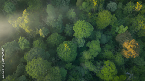 Aerial view of a dense, lush green forest canopy with soft morning mist rolling in from the side