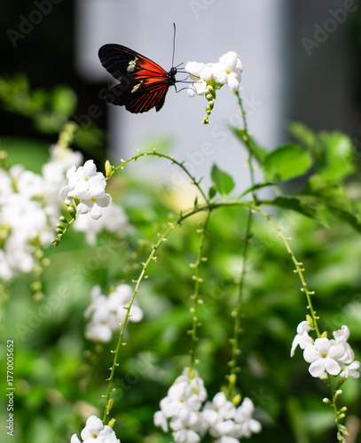 butterfly on a white flower