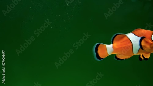 Vibrant Clownfish Swimming in a Lush Green Aquarium Backdrop