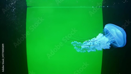 Jellyfish Floating in Water, Green Screen Backdrop
