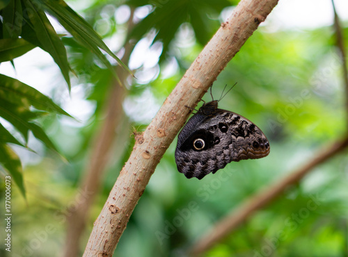 butterfly on tree