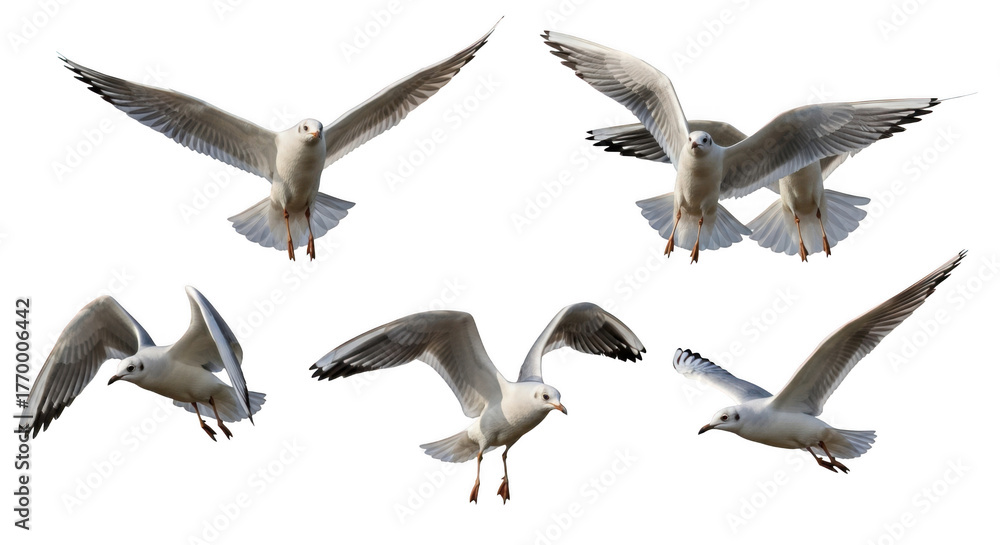 Fototapeta premium Seagull flying motion bird wing nature wildlife animal outdoor sky freedom flight movement