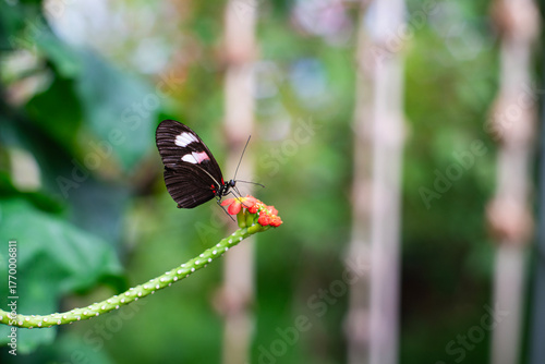 butterfly on a red flower