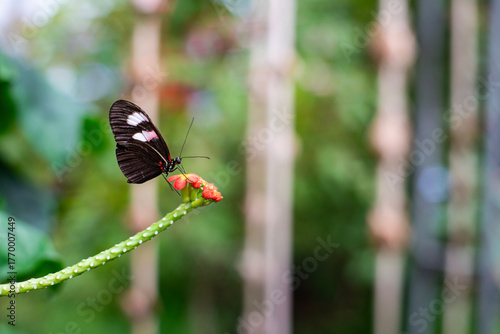butterfly on a flower with a long stem