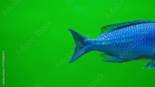 Blue Fish Tail on Green: Vibrant Underwater Aquatic Life, Colorful Aquarium Animal
