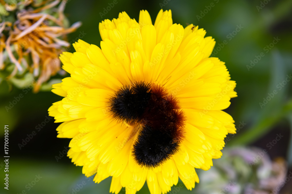 Fototapeta premium Cute fuzzy Woolly bear caterpillar, larvae of Pyrrharctia isabella, (the Isabella tiger moth) is on the yellow calendula flower in the fall garden.