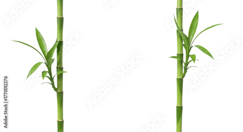 Two vibrant green bamboo stalks with fresh leaves sprouting from segmented stems isolated on a transparent background