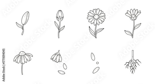 daisy flower life cycle illustrating plant growth stages bud bloom wilting seeds and roots ideal for educational content.