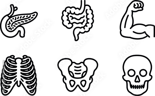 Six essential medical icons featuring human anatomy organs and skeletal structures clean line art vector
