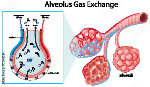 Alveolus Gas Exchange Diagram with Capillary Blood Flow