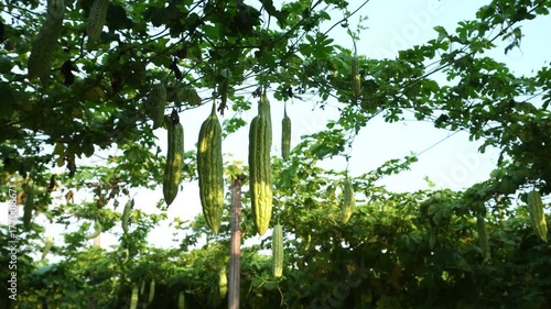 Bitter Gourd Vegetable Group