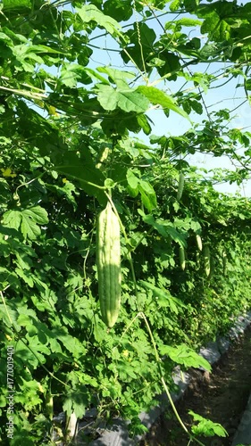 Healthy Single Bitter Melon Vegetable