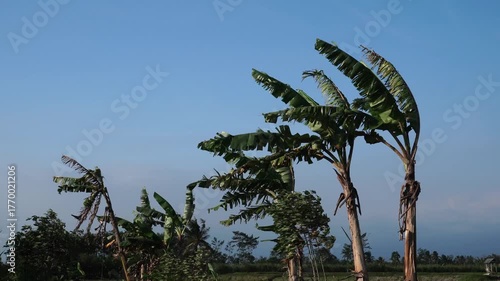 Banana trees in the Wind
