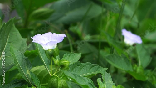 Close Up Nicandra Leaves Moving