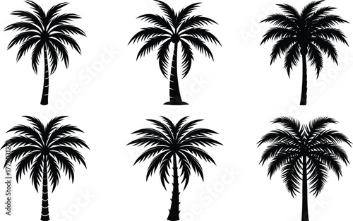 Coconut with coconuts palm tree are Perennial plant and fruit, coconut bunch on uprisen angle, fragrant coconut, Young Nam-Hom coconut for drinking
