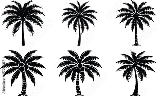 Coconut with coconuts palm tree are Perennial plant and fruit, coconut bunch on uprisen angle, fragrant coconut, Young Nam-Hom coconut for drinking
