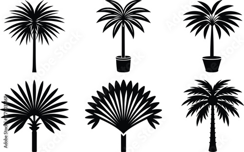 Coconut with coconuts palm tree are Perennial plant and fruit, coconut bunch on uprisen angle, fragrant coconut, Young Nam-Hom coconut for drinking
