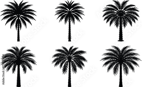 Coconut with coconuts palm tree are Perennial plant and fruit, coconut bunch on uprisen angle, fragrant coconut, Young Nam-Hom coconut for drinking
