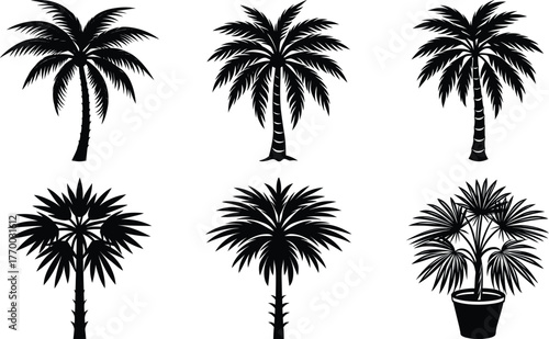 Coconut with coconuts palm tree are Perennial plant and fruit, coconut bunch on uprisen angle, fragrant coconut, Young Nam-Hom coconut for drinking
