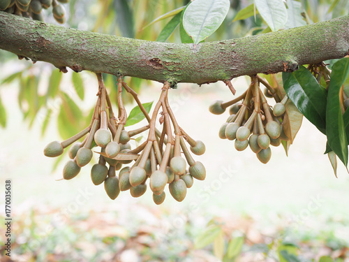 Buds of durian flowers is growing up on durian tree. King of fruits
