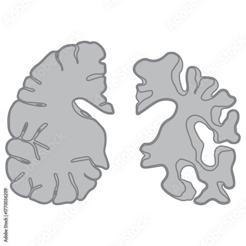 Cerebral Cortex Outline