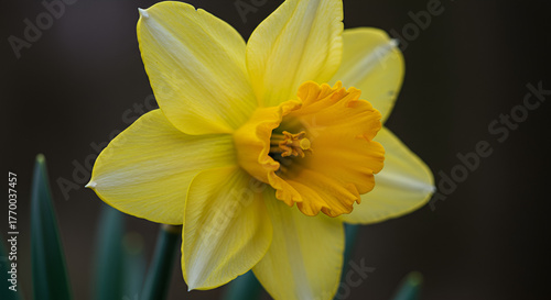 pink and white dahlia