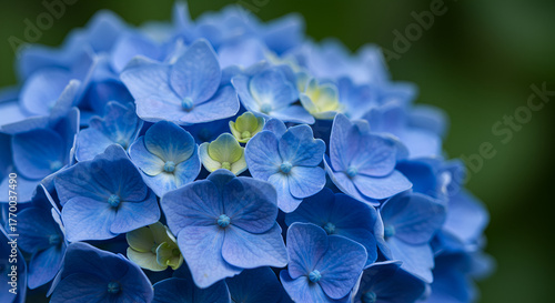 pink and white dahlia
