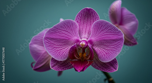 pink and white dahlia