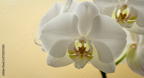 pink and white dahlia