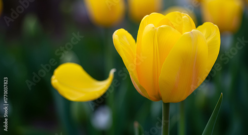 pink and white dahlia