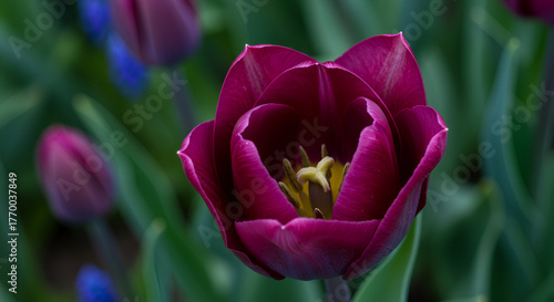 pink and white dahlia