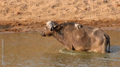 An African buffalo (Syncerus caffer) walking in water with oxpecker birds, Kruger National Park, South Africa