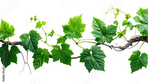 Wallpaper Mural Winding vine with vibrant green leaves on a black background Torontodigital.ca