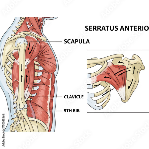 Anatomical illustration of the serratus anterior muscle on the human rib cage scapula and clavicle