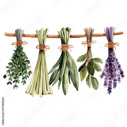 Watercolor dried hanging herbs collection kitchen seasonings bundles lavender sage culinary ingredients natural medicine