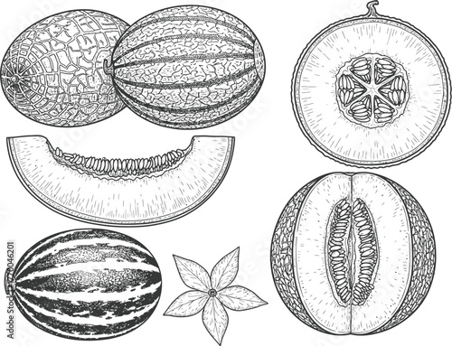 Vintage botanical illustration of assorted melons and star fruit in black and white sketch style