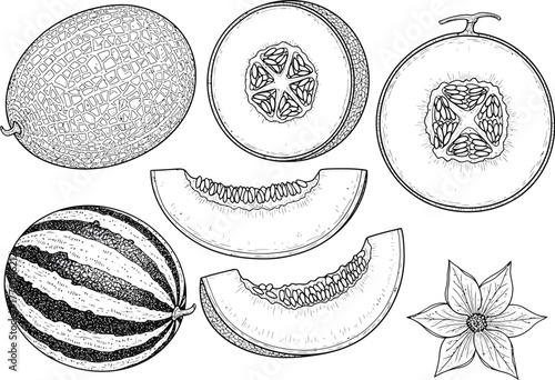 Collection of fresh tropical fruits including watermelon melon papaya dragon fruit and star fruit hand drawn sketch illustration