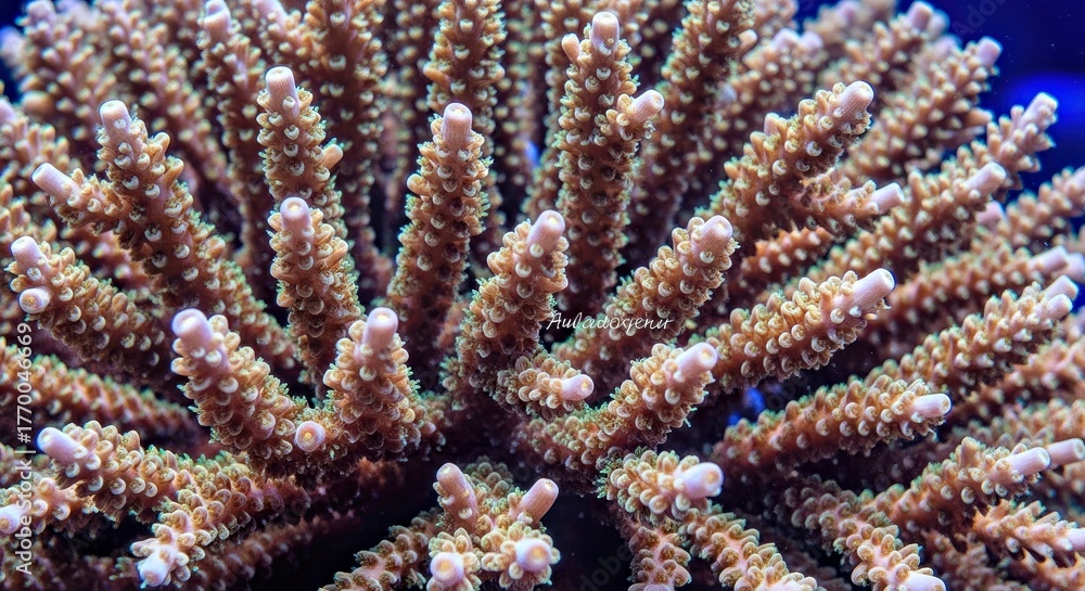 Fototapeta premium Vibrant Colorful Coral Growth with Pink Polyps Against a Deep Ocean Blue Background