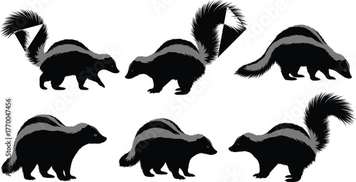 Skunk silhouette set showing different standing and walking poses, black and white wildlife animal vector illustration, minimal flat design, nature themed artwork