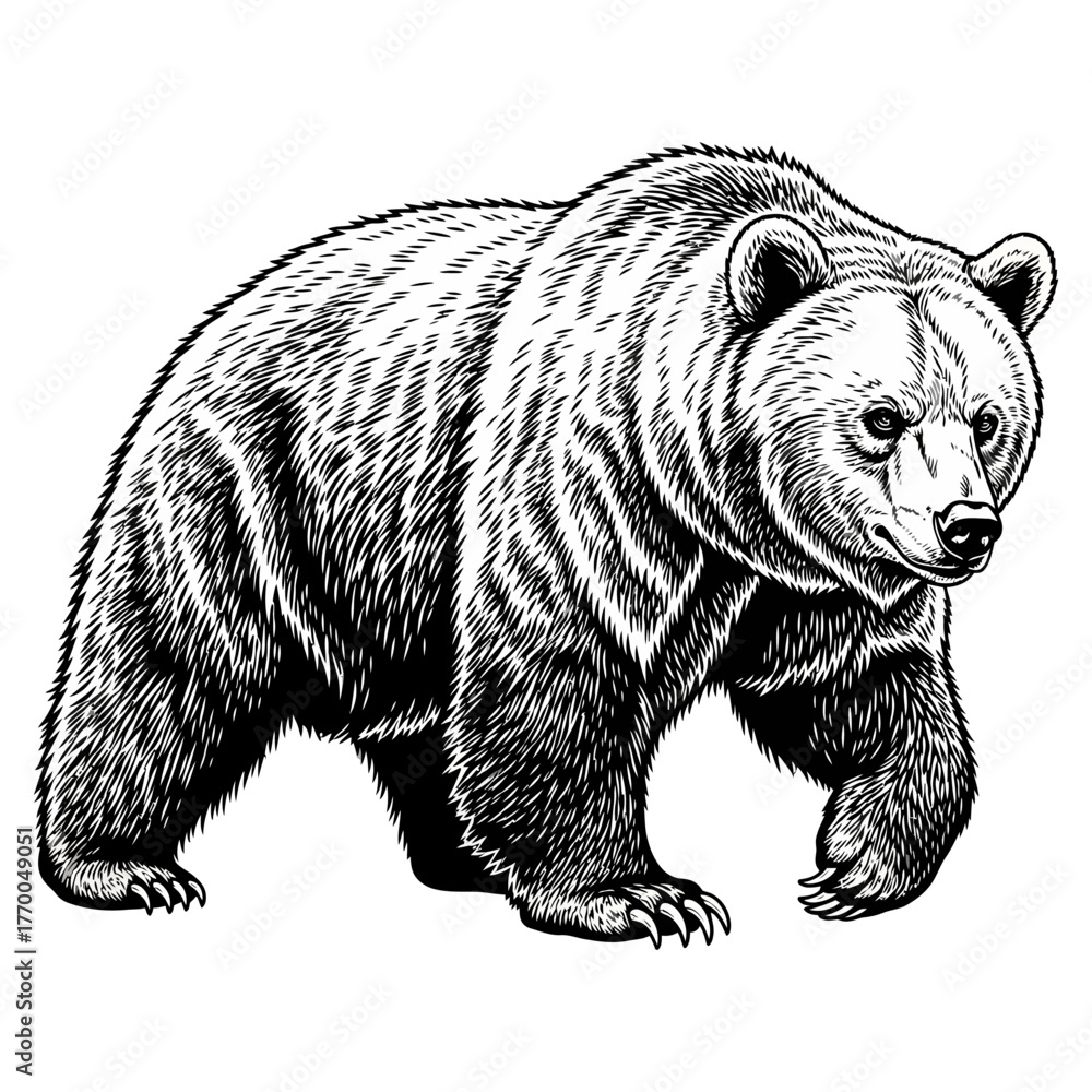 Obraz premium black and white engraving style illustration of an aggressive grizzly bear